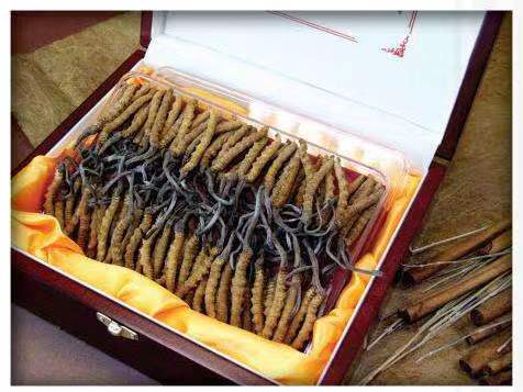 光坡镇冬虫夏草回收